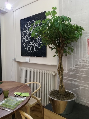 SCHEFFLERA IDROCULTURA CON VASO ALLUMINIO