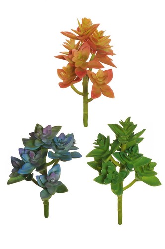 Sedum colori ASS VERDE ARANCIONE + VERDE SCURO + BLU VIOLA