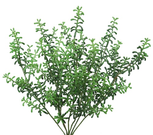 Senecio Bush 40 cm Green