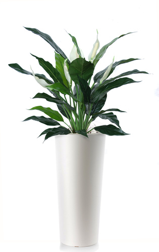 Spathiphyllum 120 cm Grn White 