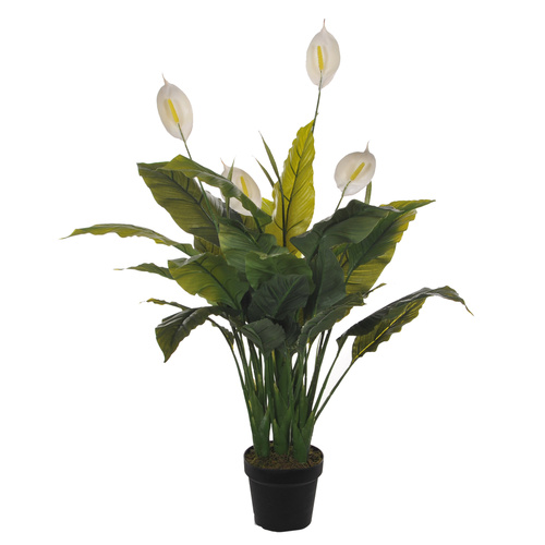 Spathiphyllum w pot 106 cm