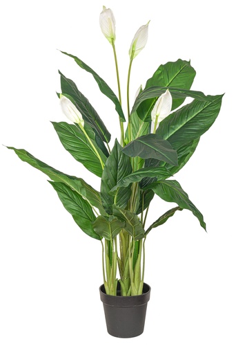 Spathiphyllum w pot 128 cm