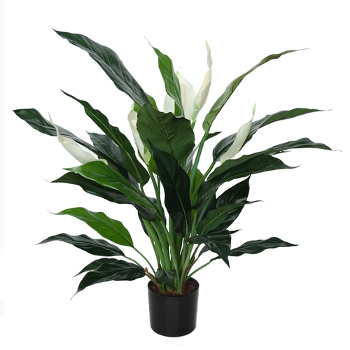 Spathiphyllum w pot 70 cm Grn White