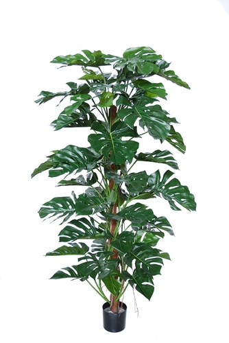 Split Philo Climber w pot 180 cm Green