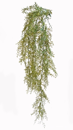 Sprengeri Bush 110 cm Green