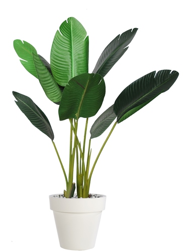 Strelizia Plant 100 cm Green