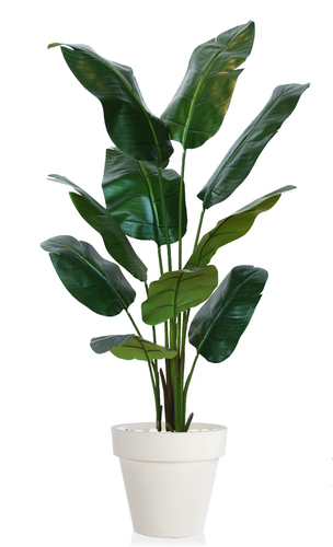 Strelizia Plant Lux  150 cm Green 