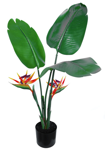 Strelizia Robusta w pot 80 cm Red Orange 