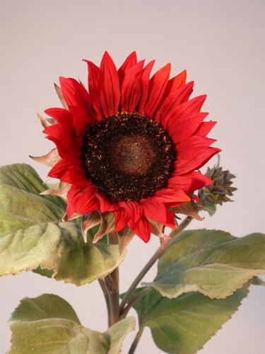 Sunflower_Lg_90_cm_Red_4344RED[1]