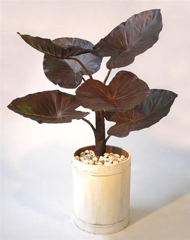 Taro_Plant_140_cm_Burgundy_V_4286B01[1]