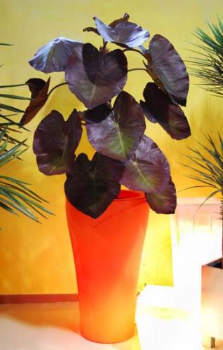 Taro_Plant_200_cm_Burgundy_4386_Tulipano