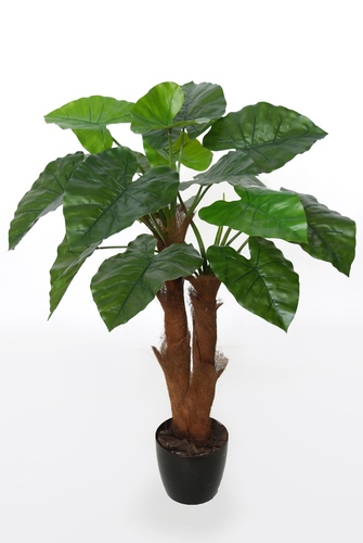 Taro Plant  90 cm Green 