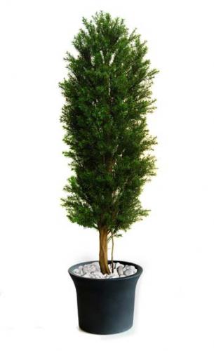 Taxus_Column_160_cm_Green_Flora_Ant_8105004