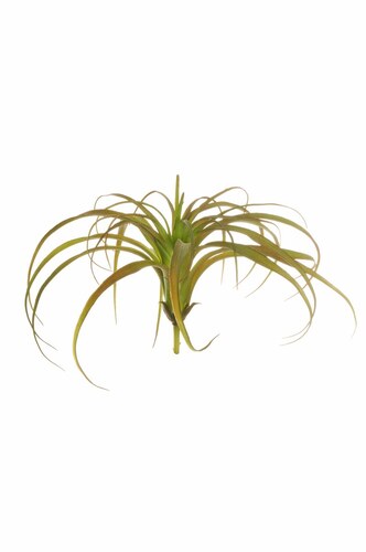 Tillandsia