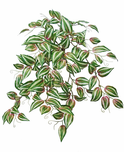 Tradescantia Bush 45 cm Variegated 5606VAR