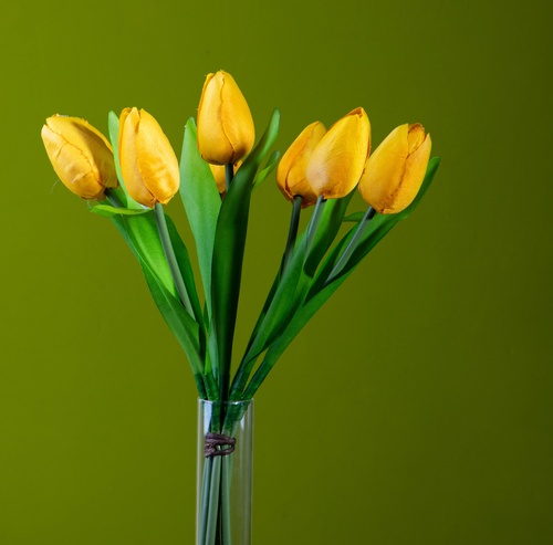 yellow tulip