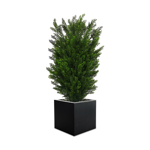 THUJA_OUTDOOR_H77-1