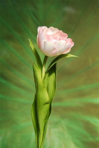 Tulip_50_cm_Lt_Pink_5074LTP