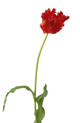 Tulip_Parrot_80_cm_Red_4287RED[1]