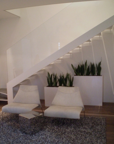 White couple lacquered resin pots + sanseverie - under the staircase