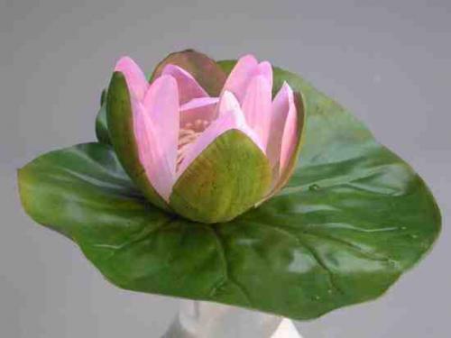 Waterlily_Floating_diam._20_Pink_4198PNK