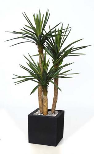 Yucca_Gloriosa_Set_x_3_180_cm_Green_4347A03