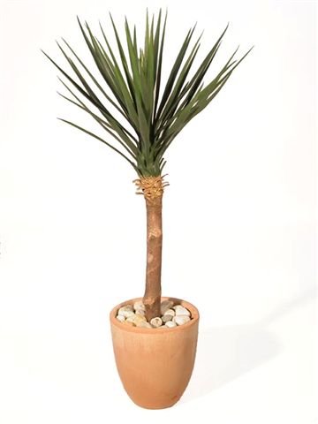 Yucca_Linearis_Almora_Tree_100_cm_Green_V_4231A01