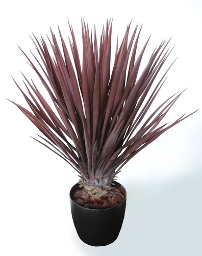 Yucca Bush H 80 Cm Burgundy