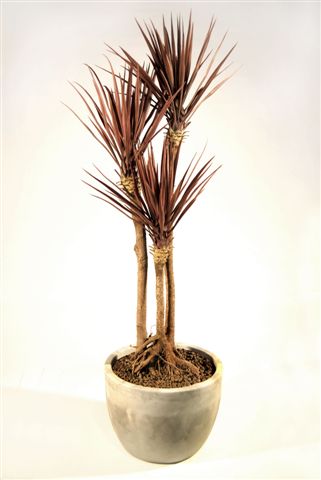 Yucca_Linearis_Mash_Root_160_cm_Burgundy_V_4231B04