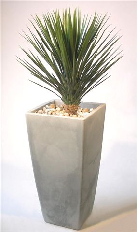 Yucca_Linearis_Plant_130_cm_Green_V_4233A01