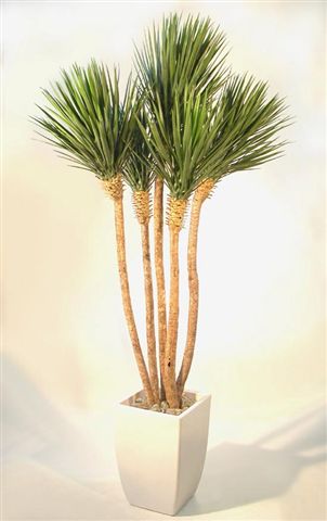 Yucca_Linearis_Set_x_5_250_cm_Green_V_4233A04