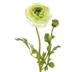 ranunculus green