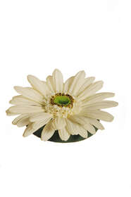 white gerbera