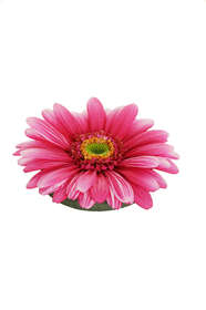 pink gerbera