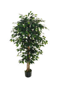 ficus benjamin green