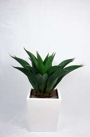 agave short