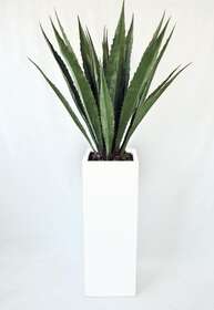 agave intera con vaso