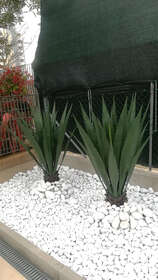 agave L