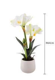 AMARYLLIS white