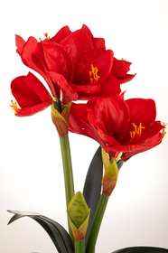 AMARYLLIS Rosso