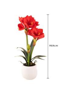 AMARYLLIS Red H 64