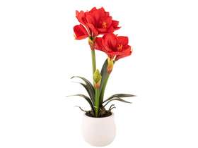 AMARYLLIS ROSSO