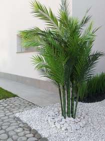 Areca palm ambientata passionecreativa