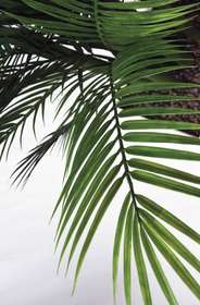 areca palm dettaglio foglie passionecreativa