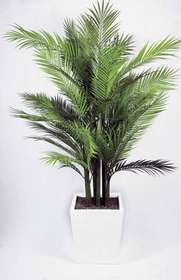 https://www.passionecreativa.it/data/upload/small/areca-palm-pianta-intera-passionecretiva.jpg