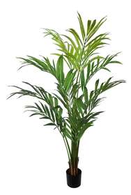 Areca Palm w pot 190 cm Green