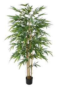 Bamboo Arrang w pot 180 cm Green