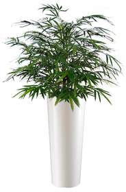 Bamboo Japanese Bush 80 cm Green 