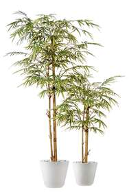 Bamboo Japanese Tree 180 120 cm Varieg 