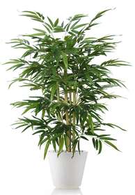 Bamboo Wild Bush 120 cm Green